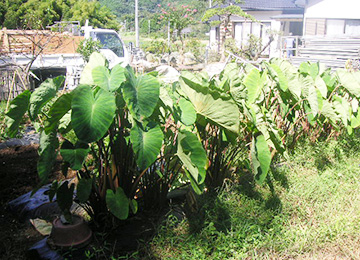 田舎暮らし8